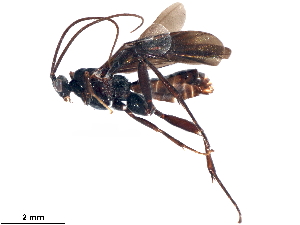  ( - BIOUG19906-D02)  @11 [ ] CreativeCommons - Attribution (2018) CBG Photography Group Centre for Biodiversity Genomics