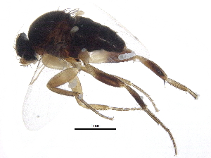  (Pseudohypocera - BIOUG20261-F10)  @13 [ ] CreativeCommons - Attribution (2016) CBG Photography Group Centre for Biodiversity Genomics