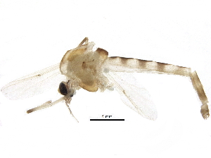  ( - BIOUG20263-C08)  @13 [ ] CreativeCommons - Attribution (2016) CBG Photography Group Centre for Biodiversity Genomics