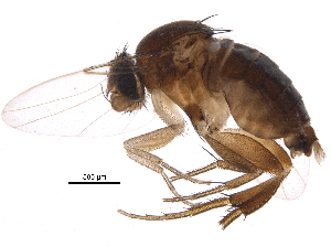  (Apodicrania - BIOUG20585-B07)  @14 [ ] CreativeCommons - Attribution (2016) CBG Photography Group Centre for Biodiversity Genomics