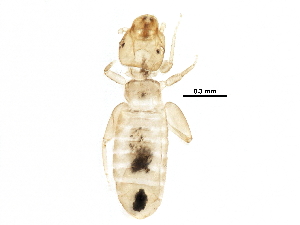  (Liposcelis paeta - BIOUG20725-D10)  @14 [ ] CreativeCommons - Attribution (2016) CBG Photography Group Centre for Biodiversity Genomics