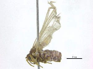  (Maculonaclia - BIOUG17698-C04)  @13 [ ] CreativeCommons - Attribution (2015) CBG Photography Group Centre for Biodiversity Genomics