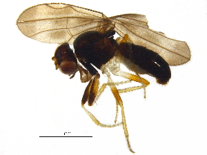  (Liodrosophila - BIOUG19040-E10)  @11 [ ] CreativeCommons - Attribution (2016) CBG Photography Group Centre for Biodiversity Genomics
