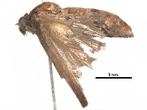  (Achaea cuprizonia - BIOUG20056-A12)  @11 [ ] CreativeCommons - Attribution (2018) CBG Photography Group Centre for Biodiversity Genomics