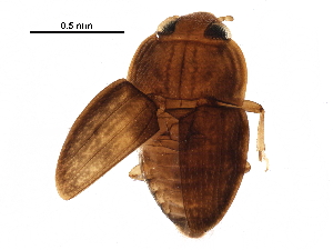  (Propalticus - BIOUG15082-B02)  @14 [ ] CreativeCommons - Attribution (2016) CBG Photography Group Centre for Biodiversity Genomics