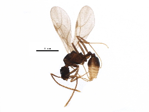  (Proatta butteli - BIOUG16196-F06)  @13 [ ] CreativeCommons - Attribution (2015) CBG Photography Group Centre for Biodiversity Genomics