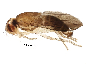  (Stegana hirtipenis - BIOUG16970-E04)  @11 [ ] CreativeCommons - Attribution (2017) CBG Photography Group Centre for Biodiversity Genomics