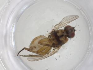  ( - CBG-A16305-A02)  @11 [ ] CreativeCommons - Attribution Share - Alike (2023) Centre for Biodiversity Genomics Centre for Biodiversity Genomics