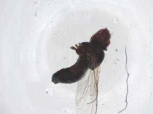  ( - CBG-A16330-B08)  @11 [ ] CreativeCommons - Attribution Share - Alike (2023) Centre for Biodiversity Genomics Centre for Biodiversity Genomics