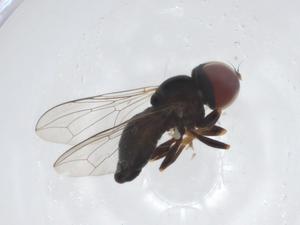  ( - CBG-A16330-D05)  @11 [ ] CreativeCommons - Attribution Share - Alike (2023) Centre for Biodiversity Genomics Centre for Biodiversity Genomics