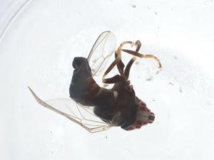  ( - CBG-A16336-B01)  @11 [ ] CreativeCommons - Attribution Share - Alike (2023) Centre for Biodiversity Genomics Centre for Biodiversity Genomics