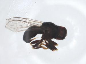  ( - CBG-A16345-D08)  @11 [ ] CreativeCommons - Attribution Share - Alike (2023) Centre for Biodiversity Genomics Centre for Biodiversity Genomics