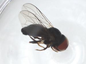  ( - CBG-A16345-H02)  @11 [ ] CreativeCommons - Attribution Share - Alike (2023) Centre for Biodiversity Genomics Centre for Biodiversity Genomics