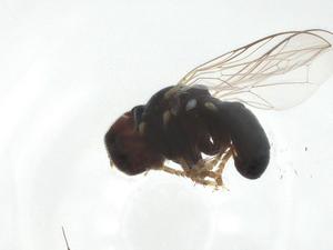  ( - CBG-A16346-G01)  @11 [ ] CreativeCommons - Attribution Share - Alike (2023) Centre for Biodiversity Genomics Centre for Biodiversity Genomics