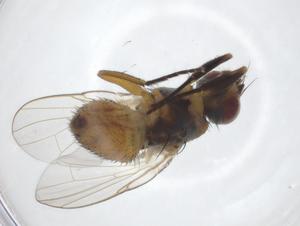  ( - CBG-A20759-H08)  @11 [ ] CreativeCommons - Attribution Share - Alike (2023) Centre for Biodiversity Genomics Centre for Biodiversity Genomics