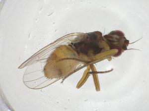  ( - CBG-A20764-G06)  @11 [ ] CreativeCommons - Attribution Share - Alike (2023) Centre for Biodiversity Genomics Centre for Biodiversity Genomics