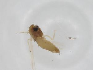  ( - CBG-A20770-B09)  @11 [ ] CreativeCommons - Attribution Share - Alike (2023) Centre for Biodiversity Genomics Centre for Biodiversity Genomics