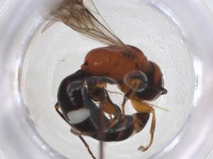  ( - CBG-A20773-B03)  @11 [ ] CreativeCommons - Attribution Share - Alike (2023) Centre for Biodiversity Genomics Centre for Biodiversity Genomics