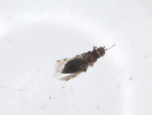  (Caliothrips indicus - CBG-A20773-D04)  @11 [ ] CreativeCommons - Attribution Share - Alike (2023) Centre for Biodiversity Genomics Centre for Biodiversity Genomics