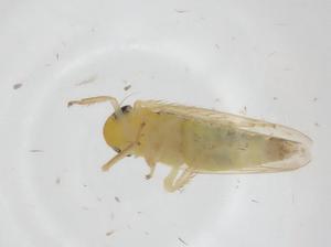  (unclassified Cicadellidae - CBG-A20775-A04)  @11 [ ] CreativeCommons - Attribution Share - Alike (2023) Centre for Biodiversity Genomics Centre for Biodiversity Genomics