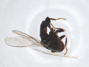  ( - CBG-A20793-C10)  @11 [ ] CreativeCommons - Attribution Share - Alike (2023) Centre for Biodiversity Genomics Centre for Biodiversity Genomics