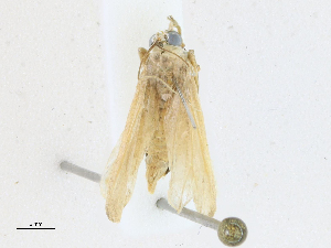  ( - CBG-A21692-C02)  @11 [ ] CreativeCommons - Attribution Share-Alike (2023) CBG Photography Group Centre for Biodiversity Genomics