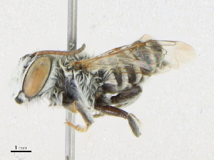  (Megachile anatolica - CBG-A21694-F05)  @11 [ ] CreativeCommons - Attribution Share - Alike (2023) CBG Photography Group Centre for Biodiversity Genomics