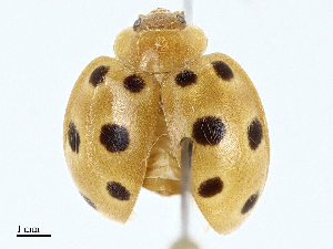  ( - BIOUG98668-D10)  @11 [ ] CreativeCommons - Attribution (2023) CBG Photography Group Centre for Biodiversity Genomics