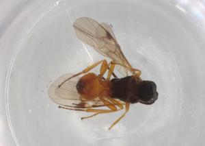  (Microplitis rufiventris - BIOUG99666-H03)  @11 [ ] CreativeCommons - Attribution (2023) Centre for Biodiversity Genomics Centre for Biodiversity Genomics