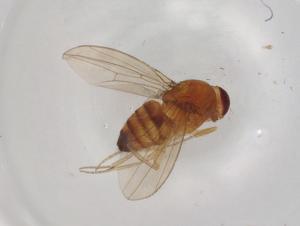  ( - BIOUG99669-A06)  @11 [ ] CreativeCommons - Attribution (2023) Centre for Biodiversity Genomics Centre for Biodiversity Genomics