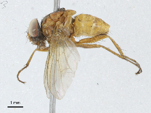  ( - CBG-A04489-C11)  @11 [ ] CreativeCommons - Attribution (2023) CBG Photography Group Centre for Biodiversity Genomics