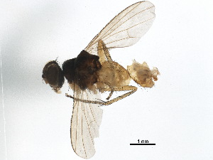  ( - BIOUG37143-B03)  @11 [ ] CreativeCommons - Attribution (2018) CBG Photography Group Centre for Biodiversity Genomics