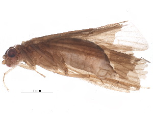  ( - BIOUG37143-E02)  @11 [ ] CreativeCommons - Attribution (2018) CBG Photography Group Centre for Biodiversity Genomics