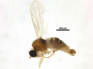  ( - BIOUG37145-E11)  @11 [ ] CreativeCommons - Attribution (2018) CBG Photography Group Centre for Biodiversity Genomics