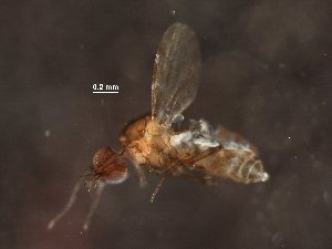  ( - BIOUG37147-F11)  @11 [ ] CreativeCommons - Attribution (2018) CBG Photography Group Centre for Biodiversity Genomics