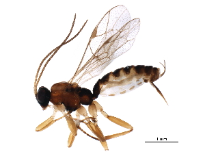  (Zatypota kauros - BIOUG37130-G01)  @11 [ ] CreativeCommons - Attribution (2018) CBG Photography Group Centre for Biodiversity Genomics