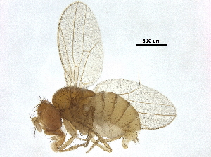  ( - BIOUG37675-B10)  @14 [ ] CreativeCommons - Attribution (2018) CBG Photography Group Centre for Biodiversity Genomics