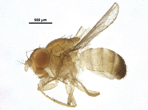  ( - BIOUG37719-B07)  @13 [ ] CreativeCommons - Attribution (2018) CBG Photography Group Centre for Biodiversity Genomics