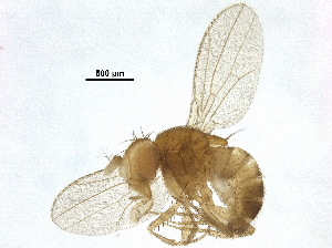  ( - BIOUG37719-F10)  @13 [ ] CreativeCommons - Attribution (2018) CBG Photography Group Centre for Biodiversity Genomics