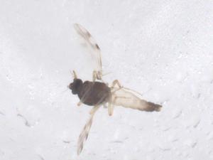  ( - CBG-B00131-B12)  @11 [ ] CreativeCommons - Attribution Share - Alike (2025) Centre for Biodiversity Genomics Centre for Biodiversity Genomics