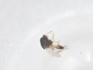  ( - CBG-B00132-B03)  @11 [ ] CreativeCommons - Attribution Share - Alike (2025) Centre for Biodiversity Genomics Centre for Biodiversity Genomics