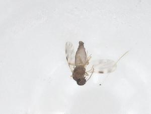  ( - CBG-B00132-B08)  @11 [ ] CreativeCommons - Attribution Share - Alike (2025) Centre for Biodiversity Genomics Centre for Biodiversity Genomics