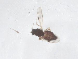  ( - CBG-B00132-C10)  @11 [ ] CreativeCommons - Attribution Share - Alike (2025) Centre for Biodiversity Genomics Centre for Biodiversity Genomics