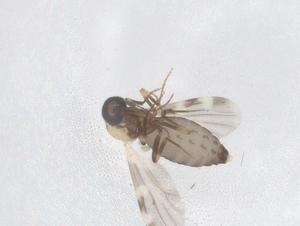  ( - CBG-B00136-C11)  @11 [ ] CreativeCommons - Attribution Share - Alike (2025) Centre for Biodiversity Genomics Centre for Biodiversity Genomics