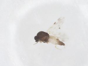  ( - CBG-B00136-D02)  @11 [ ] CreativeCommons - Attribution Share - Alike (2025) Centre for Biodiversity Genomics Centre for Biodiversity Genomics