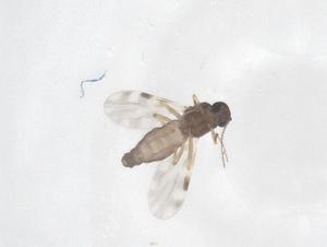  ( - CBG-B00138-B04)  @11 [ ] CreativeCommons - Attribution Share - Alike (2025) Centre for Biodiversity Genomics Centre for Biodiversity Genomics