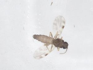  ( - CBG-B00138-E10)  @11 [ ] CreativeCommons - Attribution Share - Alike (2025) Centre for Biodiversity Genomics Centre for Biodiversity Genomics