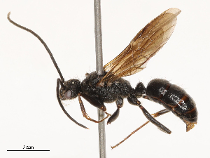  ( - CBG-B00186-D07)  @11 [ ] CreativeCommons - Attribution Share - Alike (2025) CBG Photography Group Centre for Biodiversity Genomics