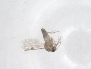  ( - CBG-B01618-G05)  @11 [ ] CreativeCommons - Attribution Share - Alike (2025) Centre for Biodiversity Genomics Centre for Biodiversity Genomics