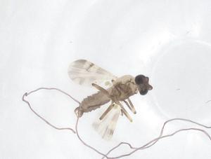  (Culicoides flaviscutatus - CBG-B01619-H06)  @11 [ ] CreativeCommons - Attribution Share - Alike (2025) Centre for Biodiversity Genomics Centre for Biodiversity Genomics